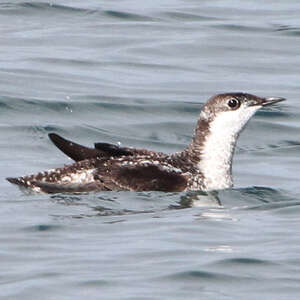 Guillemot à long bec