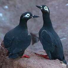 Guillemot à lunettes