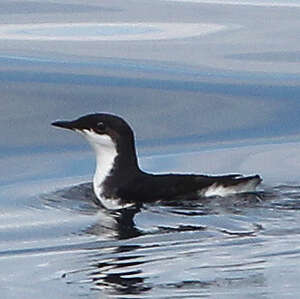 Guillemot de Scripps