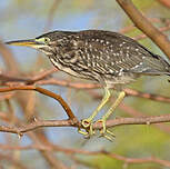 Héron des mangroves