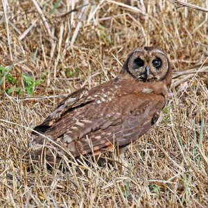 Hibou du Cap