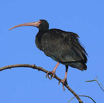 Ibis à face nue