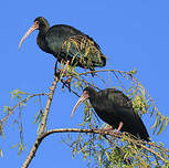 Ibis à face nue