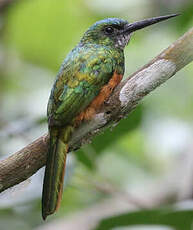 Jacamar à couronne bleue