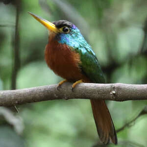 Jacamar à joues bleues