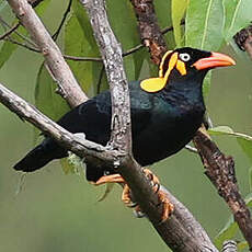 Mainate de Sumbawa
