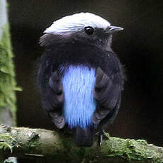 Manakin à dos bleu