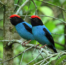 Manakin à longue queue