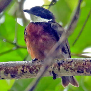 Manakin à moustaches