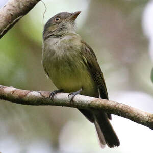 Manakin à panache doré