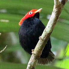 Manakin à queue ronde