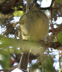 Manakin de la Serra do Mar