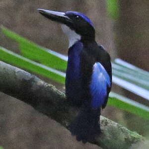 Martin-chasseur bleu-noir