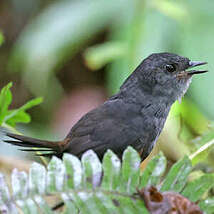 Mérulaxe du Chocó