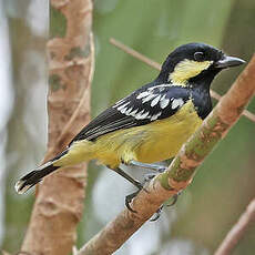 Mésange élégante
