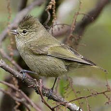 Mésange modeste