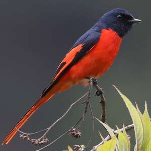 Minivet rouge