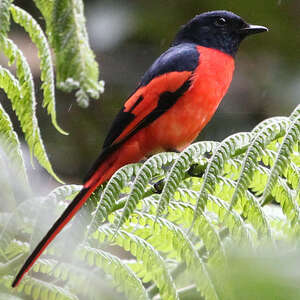 Minivet vermillon