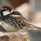 Moineau espagnol