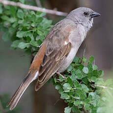 Moineau swahili