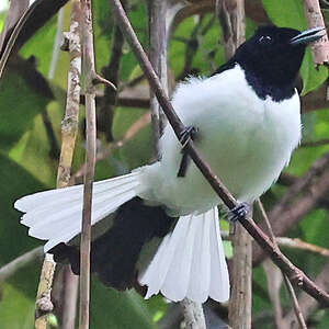 Monarque des Kaï