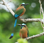 Motmot à sourcils bleus