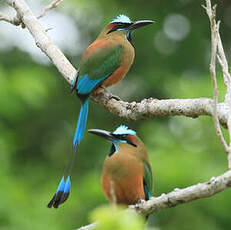 Motmot à sourcils bleus