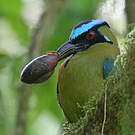 Motmot d'Équateur