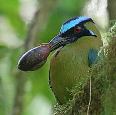 Motmot d'Équateur