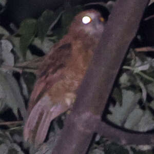 Ninoxe de la Buru