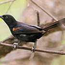 Oriole à galons