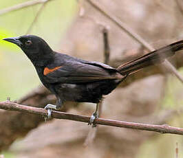 Oriole à galons