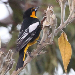 Oriole d'Abeillé