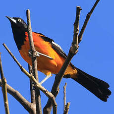 Oriole des campos