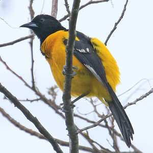 Oriole unifascié