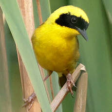 Paruline à couronne jaune