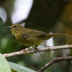 Paruline à ventre doré