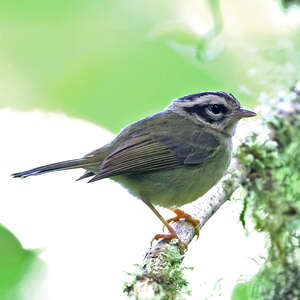 Paruline du Costa Rica