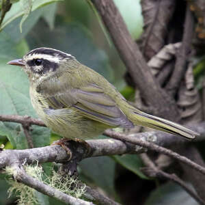 Paruline triligne