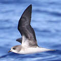 Zino's Petrel