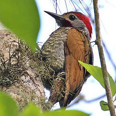 Pic à ailes bronzées