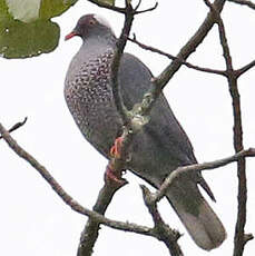 Pigeon à nuque blanche