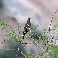 Pigeon du Pérou