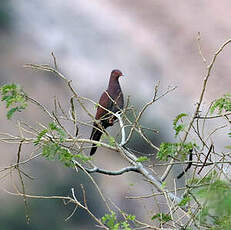 Pigeon du Pérou