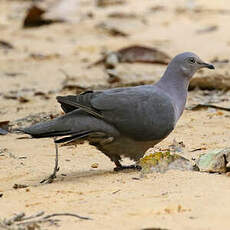 Pigeon plombé