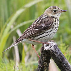 Pipit de la Petchora