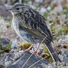 Pipit de la Puna