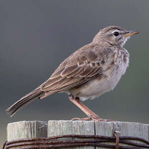 Pipit de Melinda