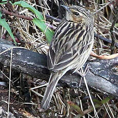 Pipit des Nilgiri