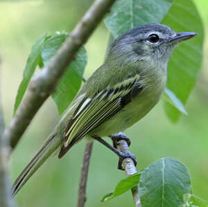 Platyrhynque jaune-olive